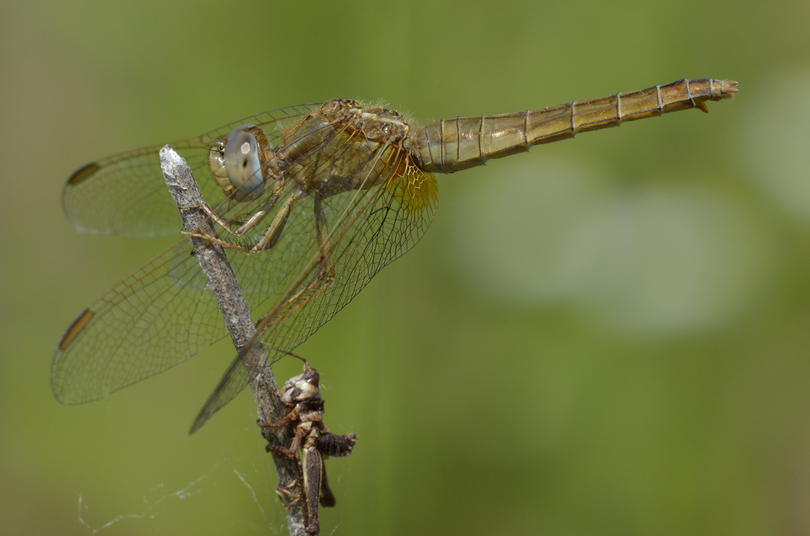 Libellula da identificare